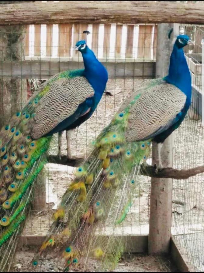فيلا Trinitapoliفي Agriturismo Il Mulino المظهر الخارجي الصورة